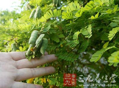 对于正常离体家兔回肠,鸡骨草根煎剂可显著增强其收缩幅度 对于正常离体家兔回肠,鸡骨草根煎剂可显著增强其收缩幅度