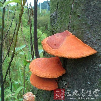 灵芝切片50克，高粱酒1000毫升，蜂蜜20克