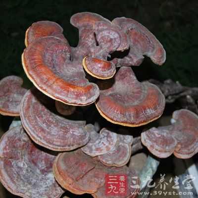 灵芝9克，银耳6克，冰糖15克，用小火炖2～3小时，至银耳成稠汁