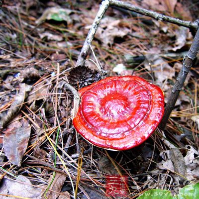 灵芝麦片粥非常美味