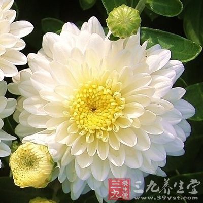 白菊花能够用於风热感冒，发热头痛