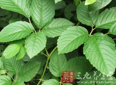 乌蔹莓作用_中药百科