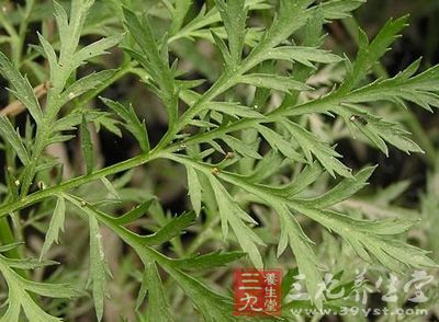 青蒿 别名 香蒿,苦蒿,黄蒿.