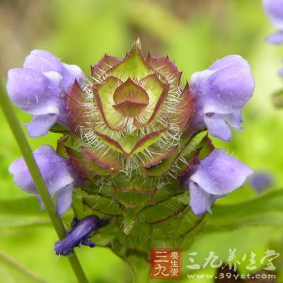 夏枯草能清泄肝火，為治肝火上炎所致的目赤、頭痛、頭暈的要藥