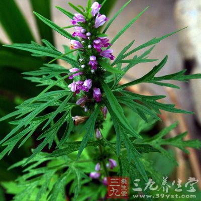 夏枯草果穗呈圓棒狀而略壓扁，長1.5至8厘米，直徑0.8至1.4厘米