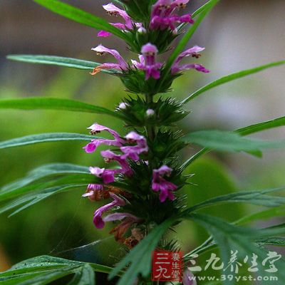 夏枯草花，開時(shí)采，陰干為末