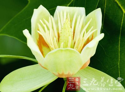 鱼腹草的作用