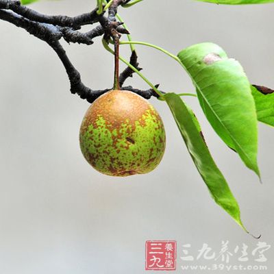 秋梨被誉为百果之宗，可以说是中国最古老的果木之一了