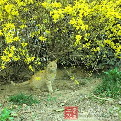 連翹花直播南方于3月上、中旬，北方于4月上旬