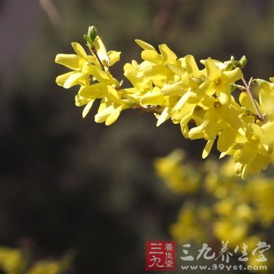 連翹花具有的觀賞的價(jià)值使得人們會(huì)常常把它制作成盆景