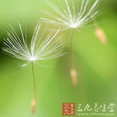 蒲公英提取液(1:400)在试管内能抑制结核菌