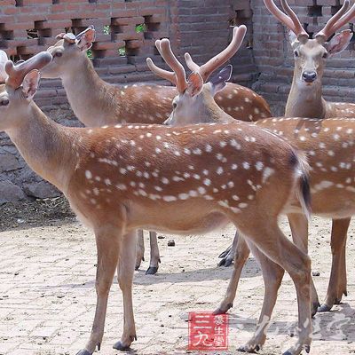 鹿茸片为“东北三宝”之一，鹿科动物梅花鹿或马鹿尚未骨化的幼角