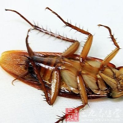 东北地区的日本大蠊一般于4月上旬开始活动 东北地区的日本大蠊一般于4月上旬开始活动