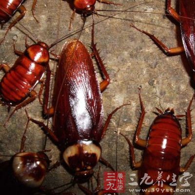 此外蟑螂体液和粪便引起过敏的事例也有报道 此外蟑螂体液和粪便引起过敏的事例也有报道