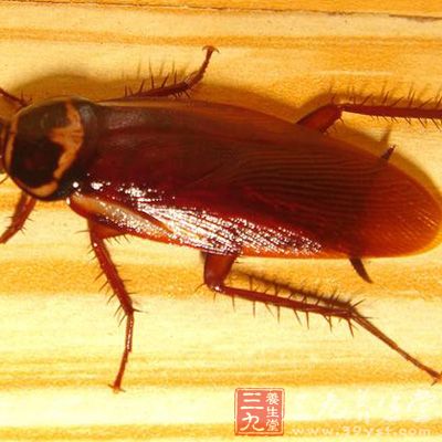 实验研究已确证,蟑螂能携带,保持并排出病毒 实验研究已确证,蟑螂能携带,保持并排出病毒
