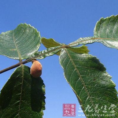 五倍子9克，炒浮萍草9克，龙骨9克，木贼草9大象