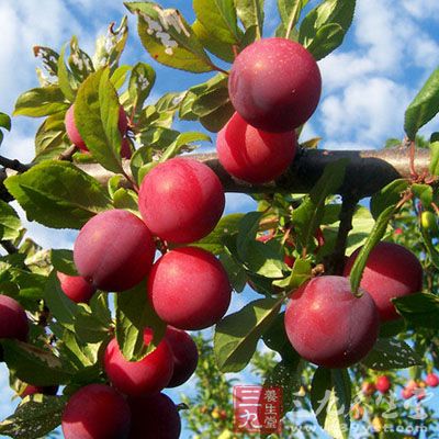 7~8月间成熟,饱满圆润,玲珑剔透 7~8月间成熟,饱满圆润,玲珑剔透