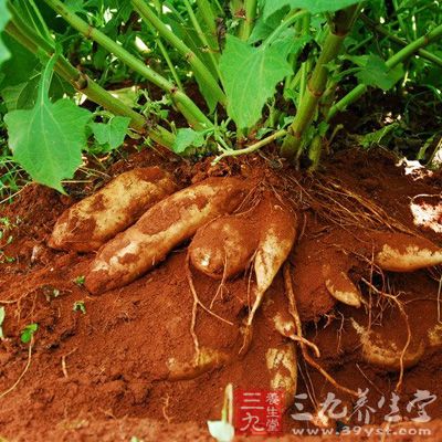 雪莲果炖汤冬季滋补养颜