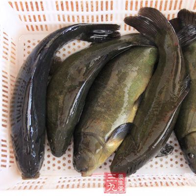 丁桂鱼的营养价值 经常吃丁桂鱼有啥好处(14)