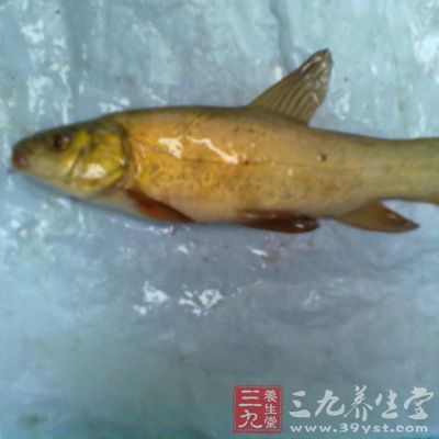 丁桂魚和丁魚歲魚是一種魚嗎