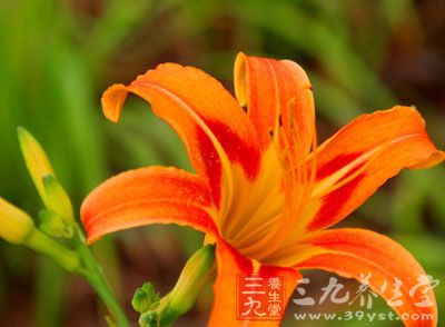 鲜黄花菜200克,鸡蛋1个,花生油 鲜黄花菜200克,鸡蛋1个,花生油