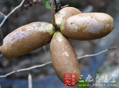 预知子