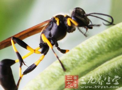 蜂疗主要是通过蜂毒而起作用的,蜂毒是一种成分复杂的混合物 蜂疗主要是通过蜂毒而起作用的,蜂毒是一种成分复杂的混合物