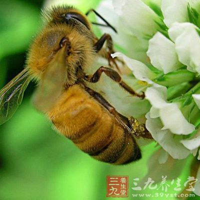 而上述疾病恰属蜂针疗法的适应症 而上述疾病恰属蜂针疗法的适应症