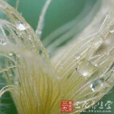 玉米须中含多种对人体有益的化学成分