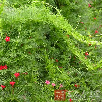 菟丝子是一种寄生植物，长成之后是没有叶绿体的