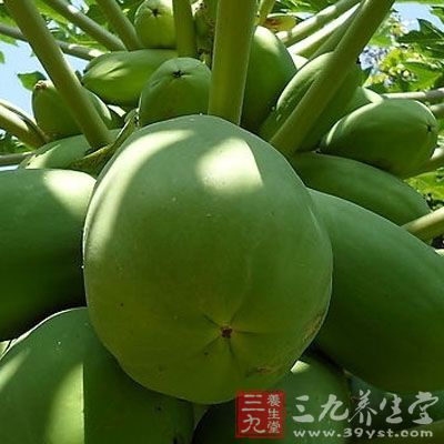 选取新鲜熟透木瓜,去皮、去核,切成大块状,备用 选取新鲜熟透木瓜,去皮、去核,切成大块状,备用