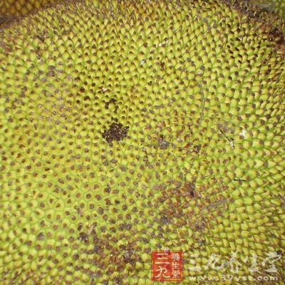 菠萝蜜要等到熟了才好吃