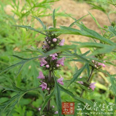 益母草蜜为纯天然蜂蜜，祛淤生新、调经活血