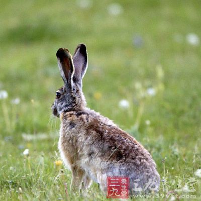 全身背部为沙黄色，杂有黑色