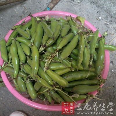 蚕豆可蒸熟加工制成罐头食品