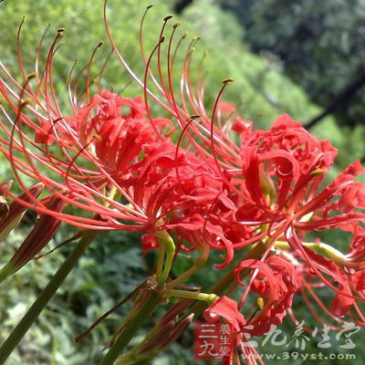 花后處理及病蟲害防治石蒜在開花后應(yīng)剪去花葶，以減少養(yǎng)分的損失