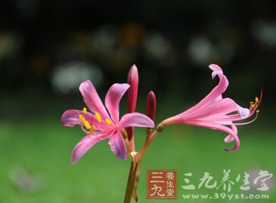 石蒜科，彼岸花(Lycoris radiata)，其中红花石蒜音译名为曼珠沙华