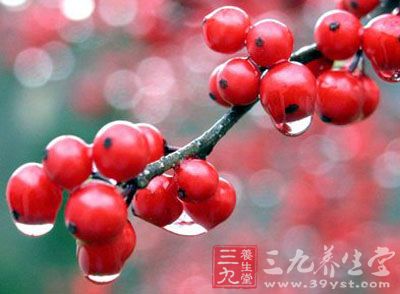 值得一提的就是沙棘的维生素C的含量是很丰富的 值得一提的就是沙棘的维生素C的含量是很丰富的