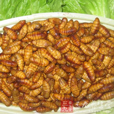 蠶蛹是絕對(duì)的高蛋白食品