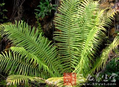 狗脊贯众_中药百科