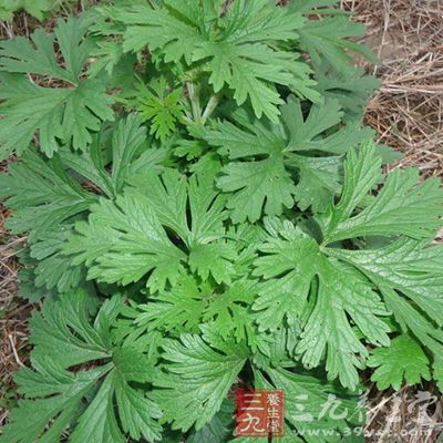 将一两艾叶分成五份，每次取一份艾叶用纱布包好