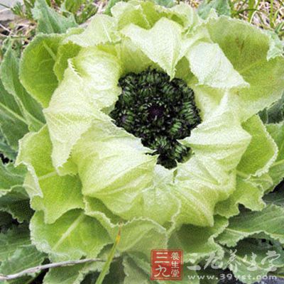 雪莲花一朵，姜块3个，葱段2个，枸杞5克，泡发木耳6朵