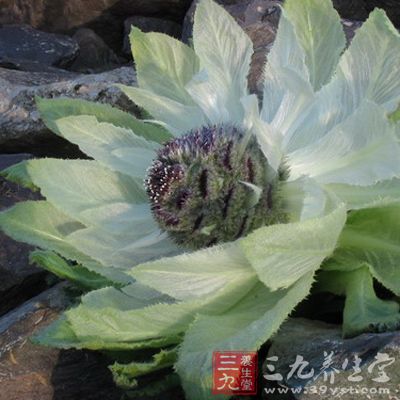 煮鸡肝或猪肝。按每斤肝配10克皂仁煮熟,加食盐即可食用 煮鸡肝或猪肝。按每斤肝配10克皂仁煮熟,加食盐即可食用