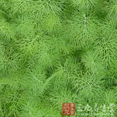 茴香洗净,切成碎末,用布包起,挤去水分 茴香洗净,切成碎末,用布包起,挤去水分