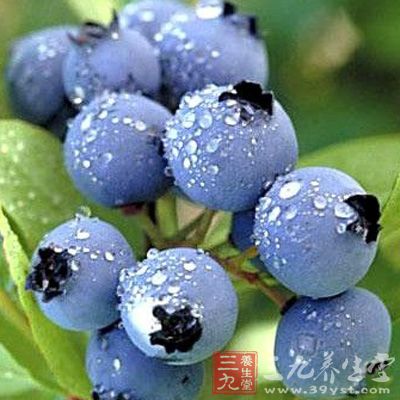 野生蓝莓可消除高脂饮食的不良影响