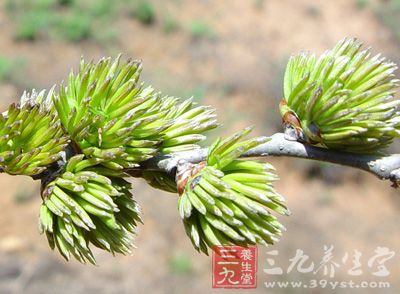 杜仲的作用与功效_中药百科