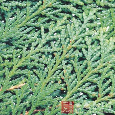 根据科学研究表明,侧柏叶含挥发油 根据科学研究表明,侧柏叶含挥发油