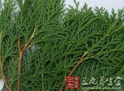 对侧柏叶对脱发的功效也是有着很多方面 对侧柏叶对脱发的功效也是有着很多方面