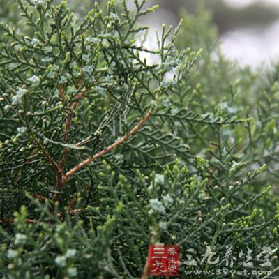 用侧柏叶跟白酒一起泡 用侧柏叶跟白酒一起泡