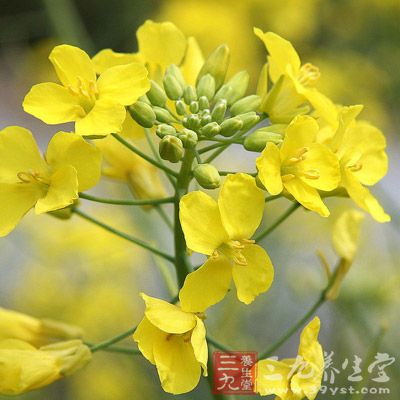 花生油含鋅量是色拉油、粟米油、菜籽油、豆油的許多倍